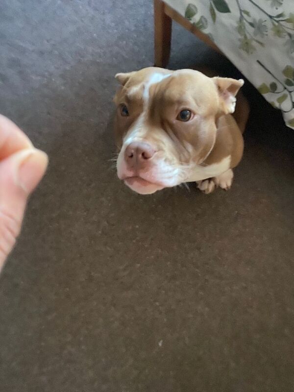 American Bulldog puppies for sale in Greenford, Greater London – 9 months old