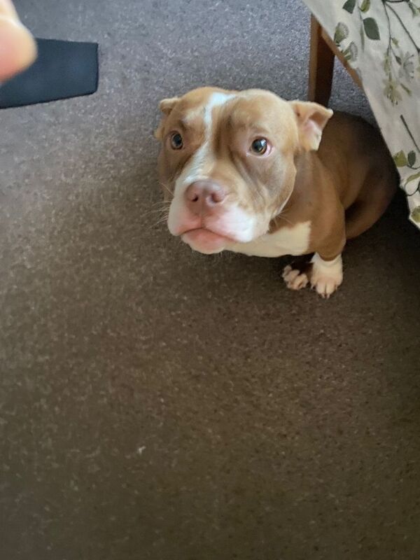 Pocket Bully - Image 2 of 3