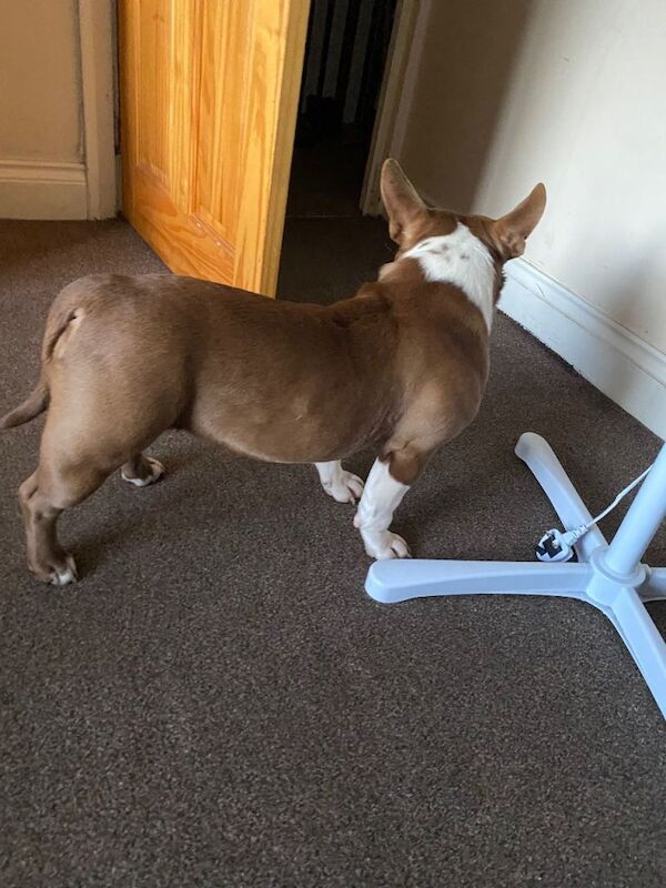 Pocket Bully - Image 3 of 3