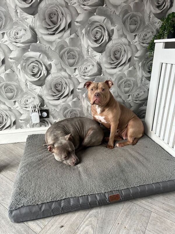 American Bully Puppies For Sale