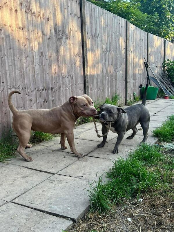 Pocket bully - Image 2 of 4