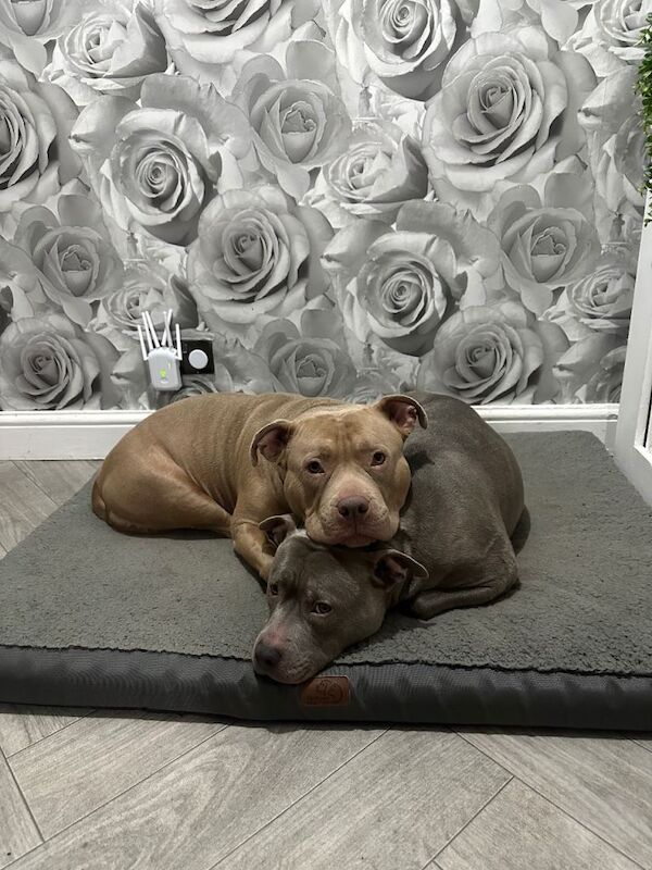 Pocket bully - Image 3 of 4