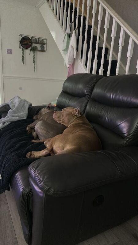 Pocket bully - Image 4 of 4