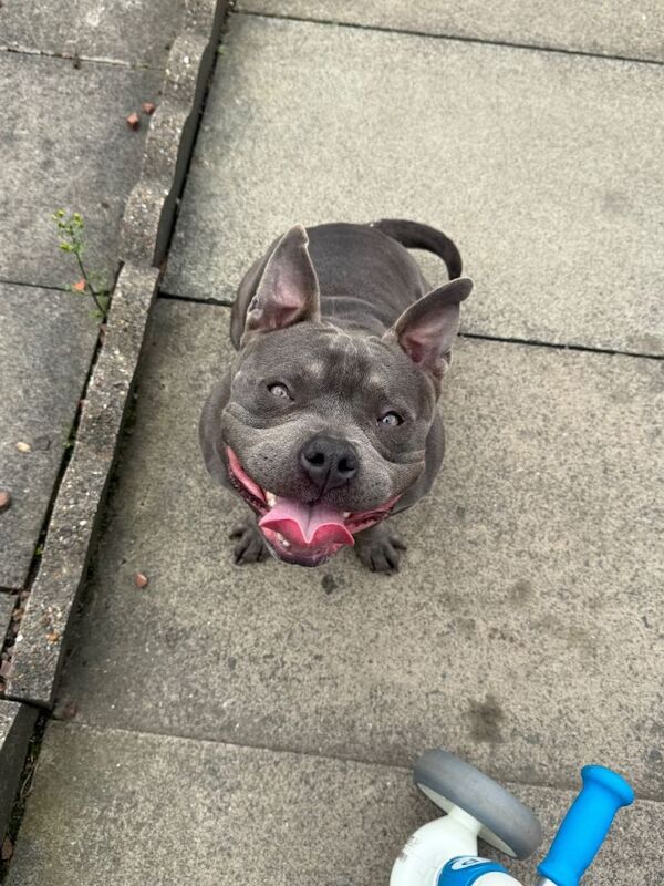 Pocket bully