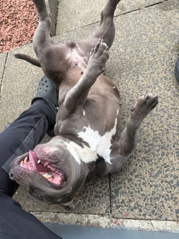 Pocket bully - Image 3 of 3
