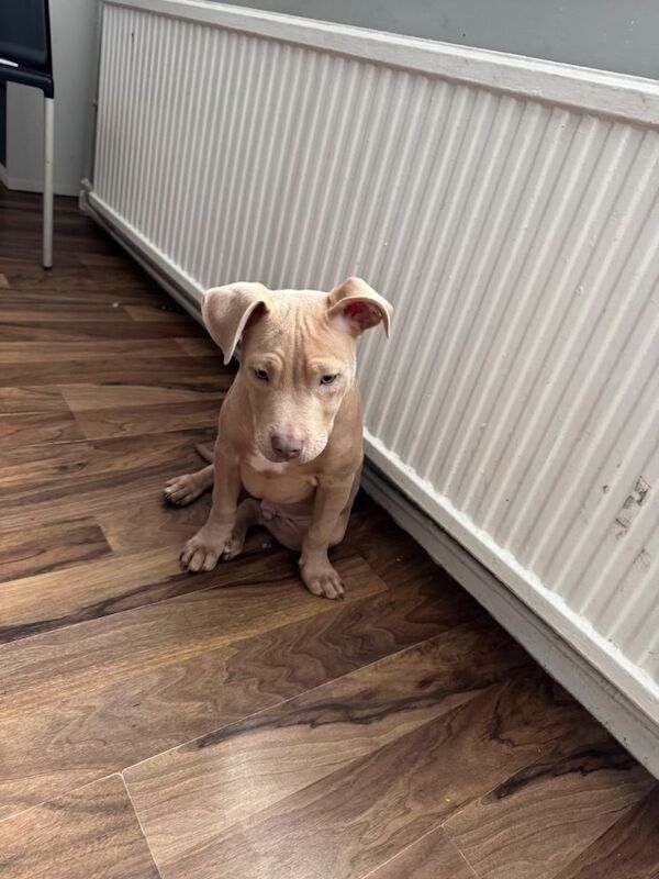 Pocket bully