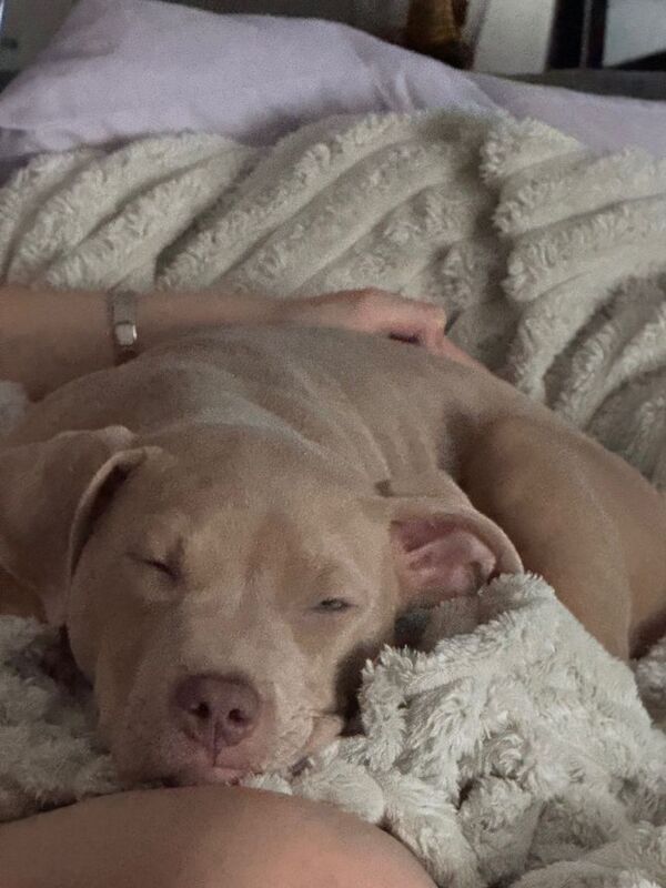 Pocket bully - Image 2 of 2
