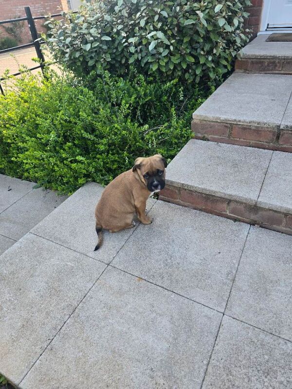 Pocket bully - Image 4 of 4