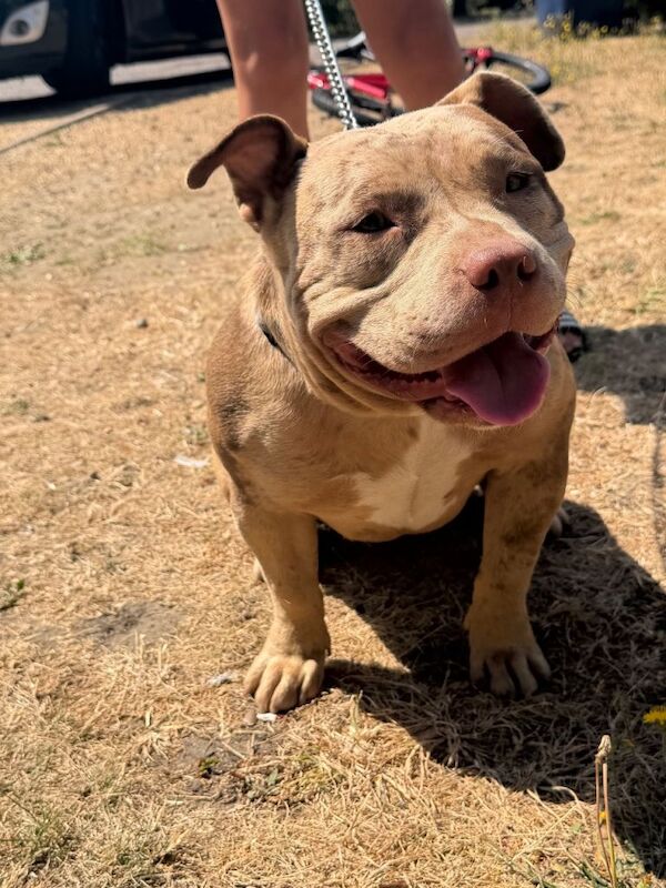 pocket bully