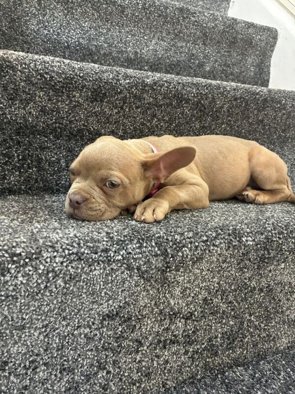 American Bully Puppies For Sale