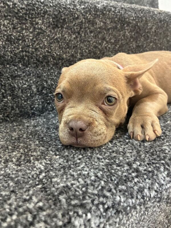 Pocket bully - Image 2 of 3