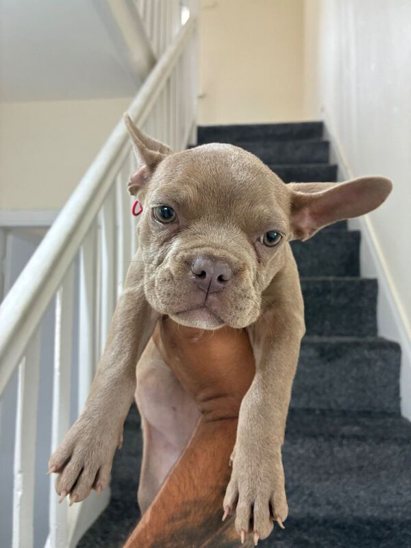 Pocket bully - Image 3 of 3