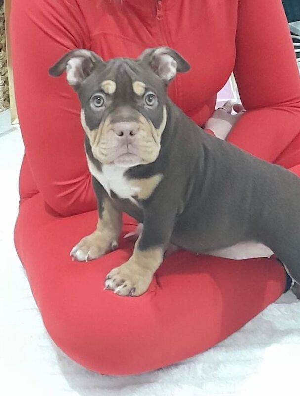Pocket bully 6 months old