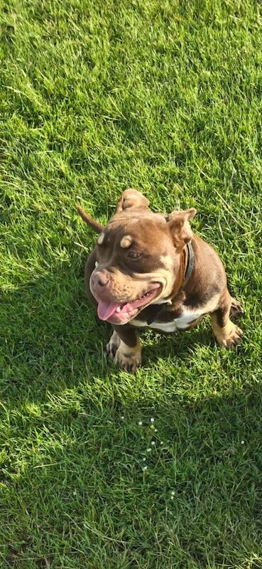 Pocket bully 6 months old - Image 2 of 3