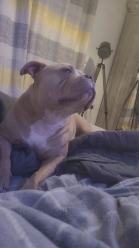 Pocket bully bitch