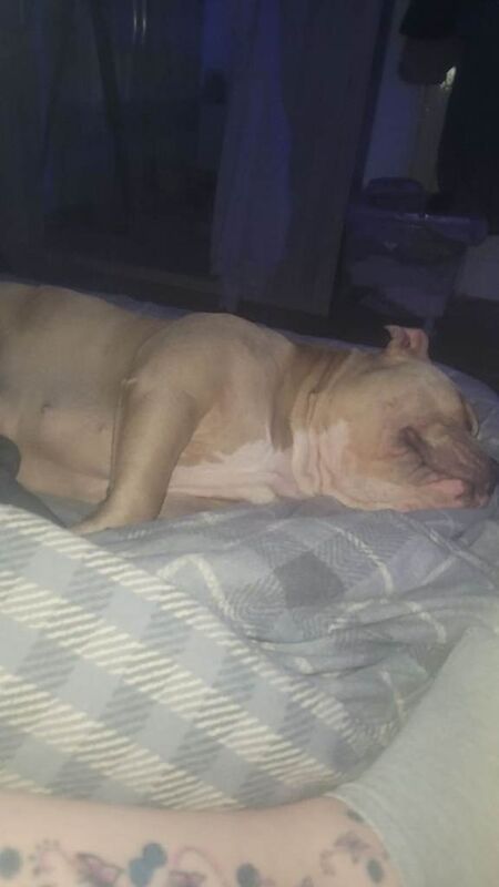 Pocket bully bitch - Image 2 of 3