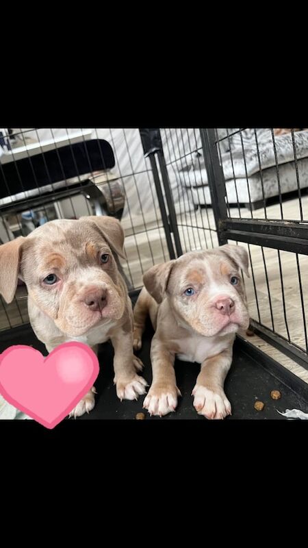 Pocket bully bright blue eyes for sale in Emerson's Green, Gloucestershire