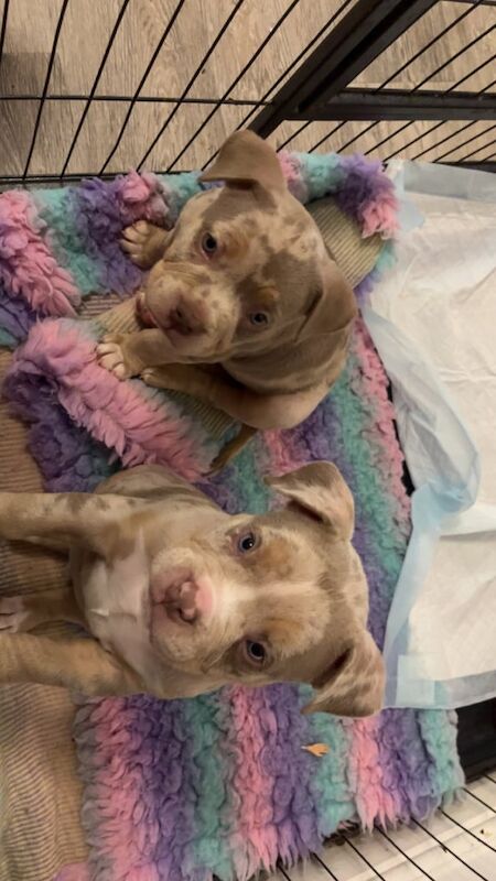 Pocket bully bright blue eyes for sale in Emerson's Green, Gloucestershire | Image 2