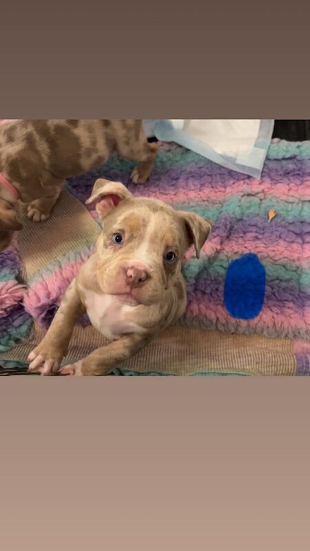 Pocket bully bright blue eyes for sale in Emerson's Green, Gloucestershire | Image 3