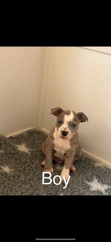 American Bulldog puppies for sale in Maesteg, Mid Glamorgan – 8 weeks old