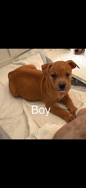 American Bulldog puppies for sale in Maesteg, Mid Glamorgan – 8 weeks old - Image 2 of 3
