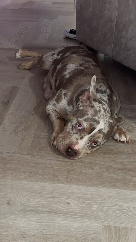 American Bulldog puppies for sale in Mayfield, Midlothian – 2 years old - Image 2 of 3