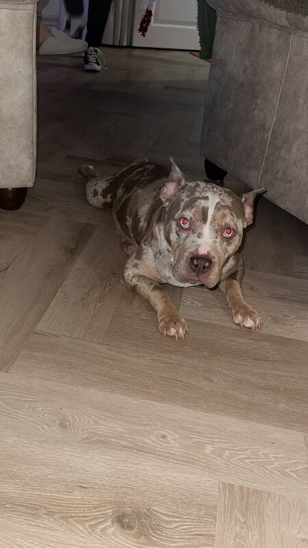 American Bulldog puppies for sale in Mayfield, Midlothian – 2 years old - Image 3 of 3