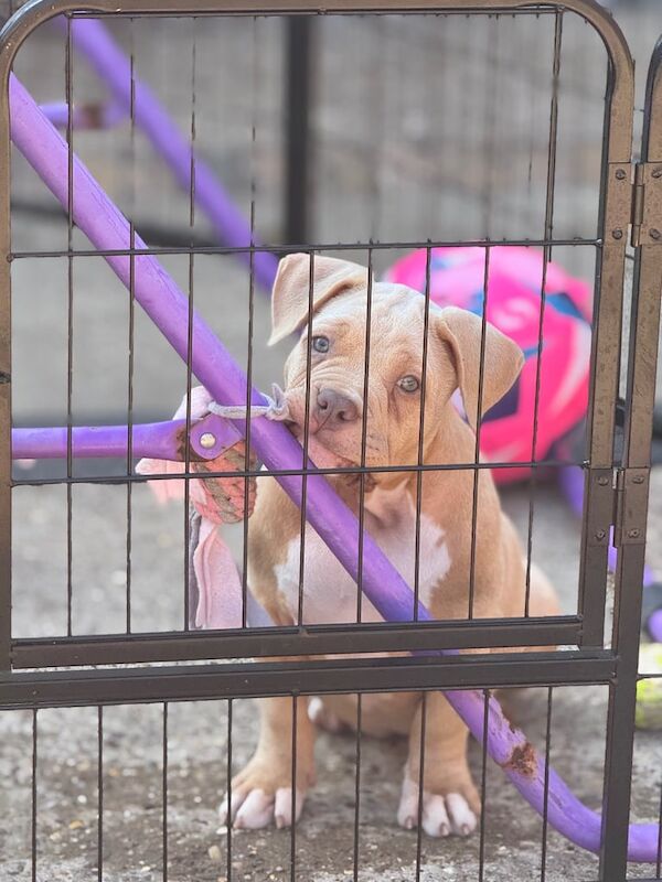 American Bulldog puppies for sale in Cleethorpes, Lincolnshire – 11 weeks old