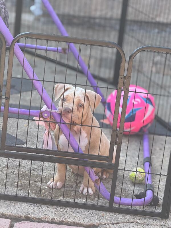 American Bulldog puppies for sale in Cleethorpes, Lincolnshire – 11 weeks old - Image 3 of 3