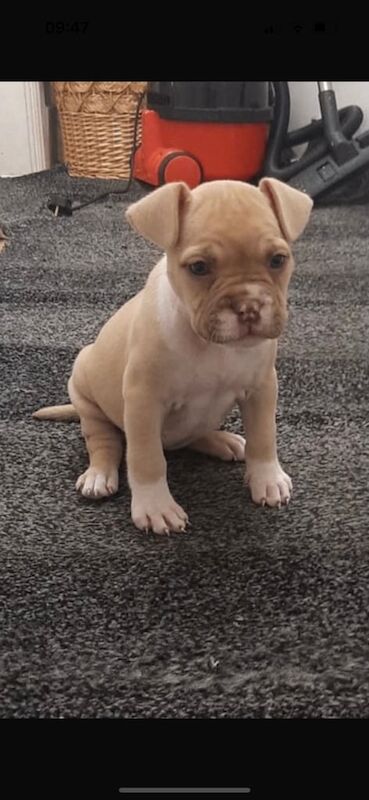 American Bulldog puppies for sale in Northfield, West Midlands – 11 weeks old