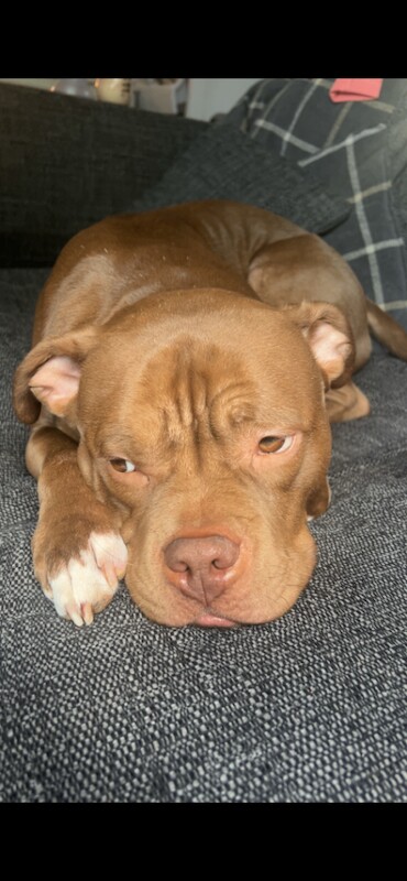 American Bully Puppies For Sale