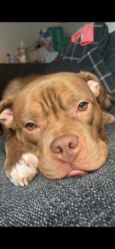 Pocket Bully for Sale 2 Years Old - Image 2 of 6