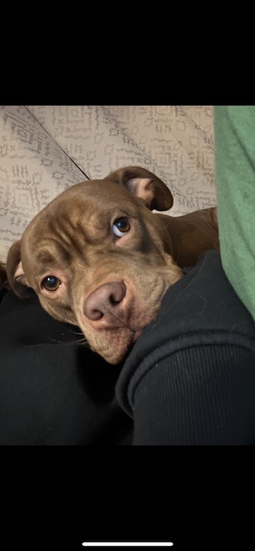 Pocket Bully for Sale 2 Years Old - Image 3 of 6