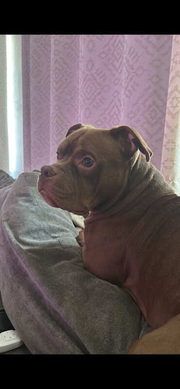 Pocket Bully for Sale 2 Years Old - Image 4 of 6