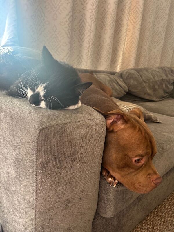 Pocket Bully for Sale 2 Years Old - Image 5 of 6