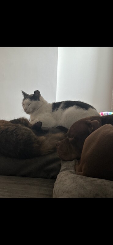 Pocket Bully for Sale 2 Years Old - Image 6 of 6