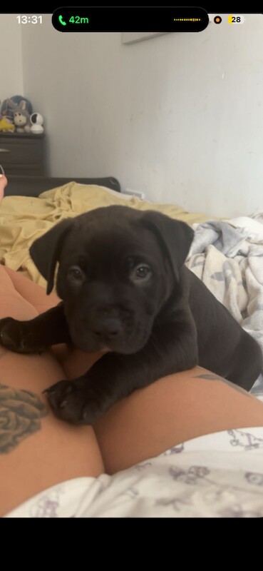 Pocket bully for sale - Image 2 of 5