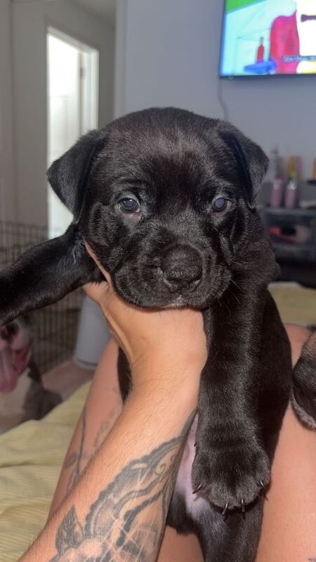 Pocket bully for sale - Image 3 of 5