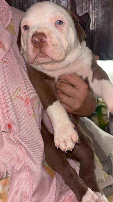 Pocket bully for sale - Image 4 of 5