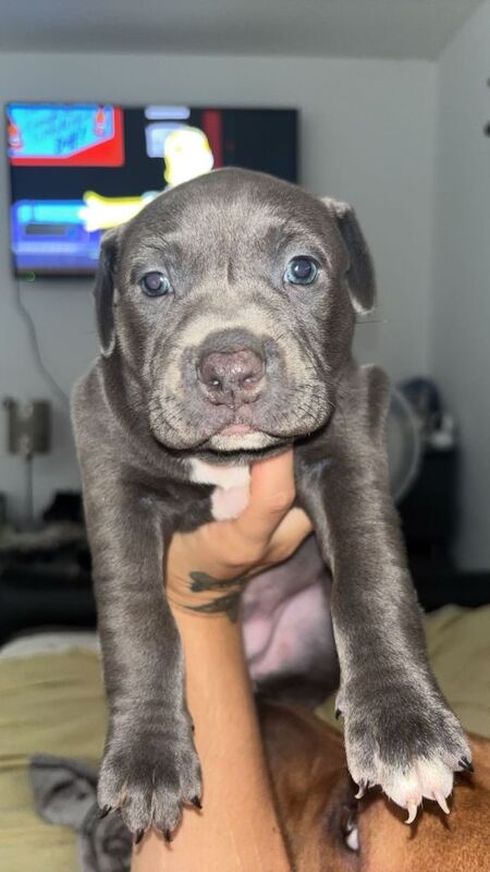 Pocket bully for sale - Image 5 of 5