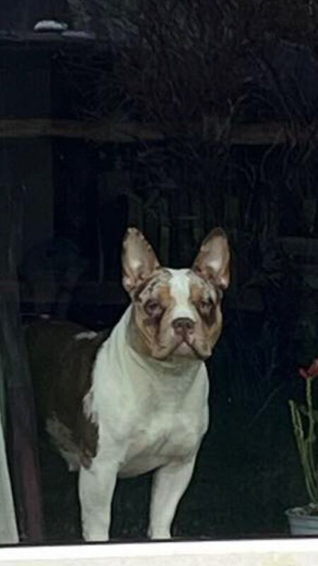 Pocket bully for sale female for sale in Rye, East Sussex | Image 2