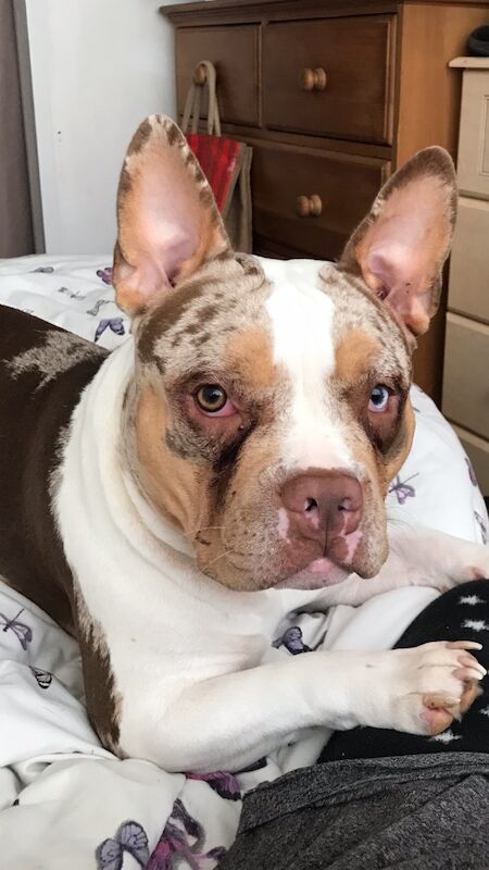 Pocket bully for sale female for sale in Rye, East Sussex | Image 3