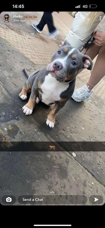 American Bulldog stud dog for stud in Glasgow, City of Glasgow – KC registered, 3 years old - Image 2 of 9