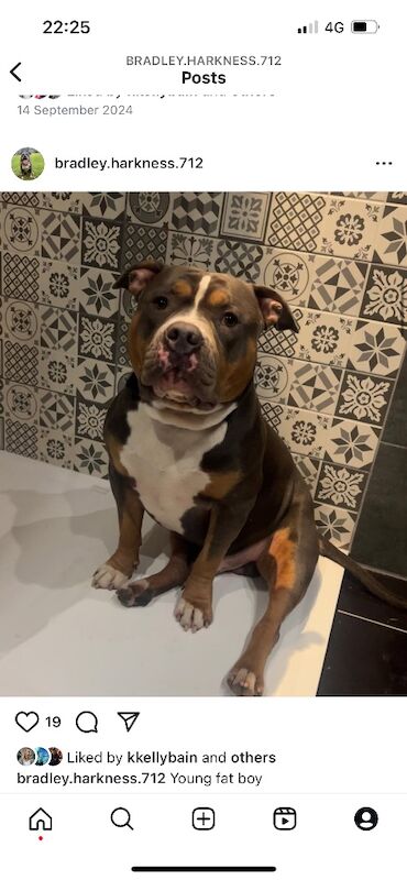 American Bulldog stud dog for stud in Glasgow, City of Glasgow – KC registered, 3 years old - Image 3 of 9