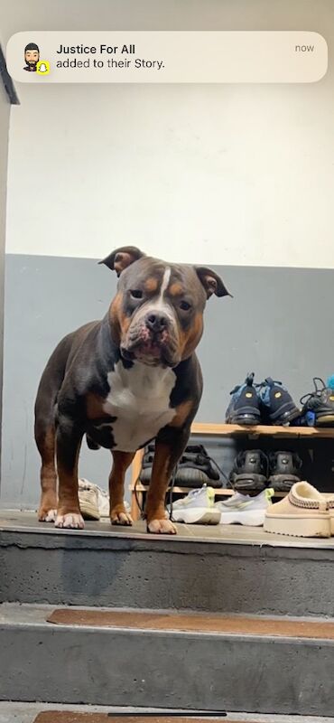 American Bulldog stud dog for stud in Glasgow, City of Glasgow – KC registered, 3 years old - Image 4 of 9