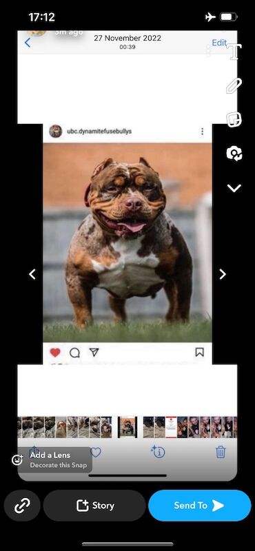 American Bulldog stud dog for stud in Glasgow, City of Glasgow – KC registered, 3 years old - Image 6 of 9