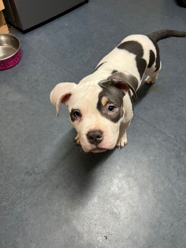 American Bulldog puppies for sale in Harrow, Greater London – 11 weeks old - Image 2 of 5