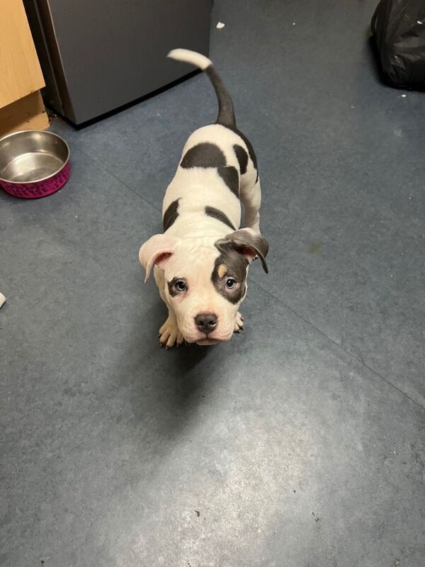 American Bulldog puppies for sale in Harrow, Greater London – 11 weeks old - Image 3 of 5