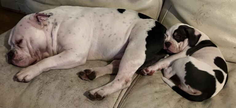 American Bulldog puppies for sale in Harrow, Greater London – 11 weeks old - Image 4 of 5