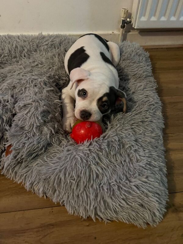 American Bulldog puppies for sale in Harrow, Greater London – 11 weeks old - Image 5 of 5